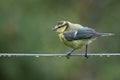 A juvenile blue tit perched on wire Royalty Free Stock Photo