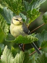 Juvenile bluetit