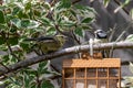 Juvenile bluetit squarking and demanding food  from an adult bird Royalty Free Stock Photo