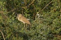 Juvenile Boat-billed Heron Framed by Bush