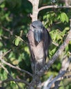 Juvenile Boat Billed Heron