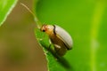 Juvenile bombardier beetle Royalty Free Stock Photo