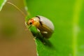 Juvenile bombardier beetle Royalty Free Stock Photo