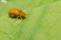 Juvenile bombardier beetle Royalty Free Stock Photo