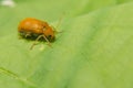 Juvenile bombardier beetle