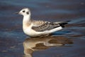 Juvenile Bonaparte`s Gull Larus philadelphia standing in Shawano Lake in Wisconsin