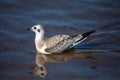 Juvenile Bonaparte`s Gull Larus philadelphia standing in Shawano Lake in Wisconsin