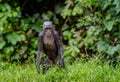 Juvenile Bonobo. Green natural background.