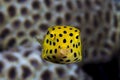 Juvenile boxfish