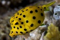 Juvenile boxfish