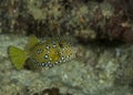 Juvenile boxfish