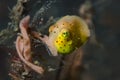 Juvenile Boxfish Ostracion cubicus