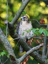 Juvenile Broad-winged Hawk hunting