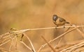 Juvenile Bronze Mannikin on twig