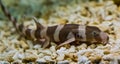 Juvenile brown banded bamboo shark laying on the bottom, popular fish in aquaculture, tropical young fish from the pacific ocean