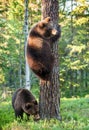 Juvenile Brown bears