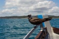 Juvenile Brown Noddy Bird Anous stolidus perching in a boat, Madagascar Royalty Free Stock Photo