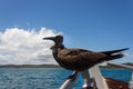 Juvenile Brown Noddy Bird Anous stolidus perching in a boat, Madagascar Royalty Free Stock Photo
