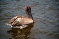 Juvenile brown pelican bird swimming