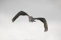 Juvenile Brown Pelican in flight - Galapagos Islands Royalty Free Stock Photo