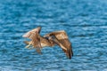 Juvenile Brown Pelican flying over the Gulf of Mexico.Fort Myers Beach.Florida.USA Royalty Free Stock Photo