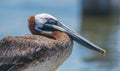 Juvenile brown pelican - Pelecanus occidentalis - close up side view of head and eye closed while sleeping Royalty Free Stock Photo