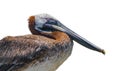 Juvenile brown pelican - Pelecanus occidentalis - close up side view of head and eye closed while sleeping. Isolated cutout on Royalty Free Stock Photo