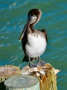 Juvenile Brown Pelican Standing on a Piling Royalty Free Stock Photo