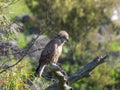 Juvenile brown snake-eagle isolated in the wild Royalty Free Stock Photo