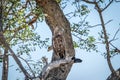 Juvenile Brown snake eagle sitting on a branch. Royalty Free Stock Photo