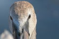 Juvenile brown swan portrait close up, Mute swan Cygnus olor Royalty Free Stock Photo