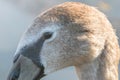 Juvenile brown swan portrait close up, Mute swan Cygnus olor Royalty Free Stock Photo