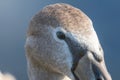 Juvenile brown swan portrait close up, Mute swan Cygnus olor Royalty Free Stock Photo