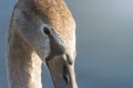 Juvenile brown swan portrait close up, Mute swan Cygnus olor Royalty Free Stock Photo