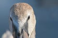 Juvenile brown swan portrait close up, Mute swan Cygnus olor Royalty Free Stock Photo