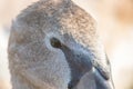 Juvenile brown swan portrait close up, Mute swan Cygnus olor Royalty Free Stock Photo