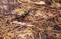 Juvenile Brown and yellow Eastern lubber grasshopper Romalea mic Royalty Free Stock Photo