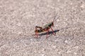 Juvenile Brown and yellow Eastern lubber grasshopper Romalea mic Royalty Free Stock Photo
