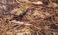 Juvenile Brown and yellow Eastern lubber grasshopper Romalea mic Royalty Free Stock Photo