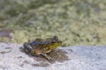 Juvenile bullfrog resting on rock by pond Royalty Free Stock Photo