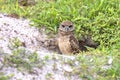 Juvenile Burrowing Owl With Recessing Brown Eyes Coming Out Of Its Burrow