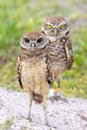 Juvenile Burrowing Owl With Recessive Brown Eyes With Parent Standing Guard