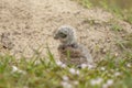 Juvenile Burrowing Owl in Southwest Florida