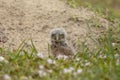 Juvenile Burrowing Owl in Southwest Florida