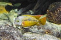 Juvenile butterfly cichlid, A tropical and colorful fish from the atlantic slope of America