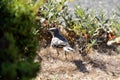A Juvenile California  Blue Jay