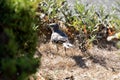 A Juvenile California  Blue Jay