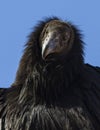 Juvenile California Condor