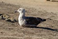 Juvenile California Gull with brown plumes Larus californicus, medium sized white gulls grey back, black primaries white tips and Royalty Free Stock Photo