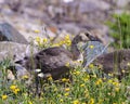 Canada Geese Photo and Image. Juvenile goose walking in the field with wild flowers and rocks in its habitat and surrounding. Royalty Free Stock Photo